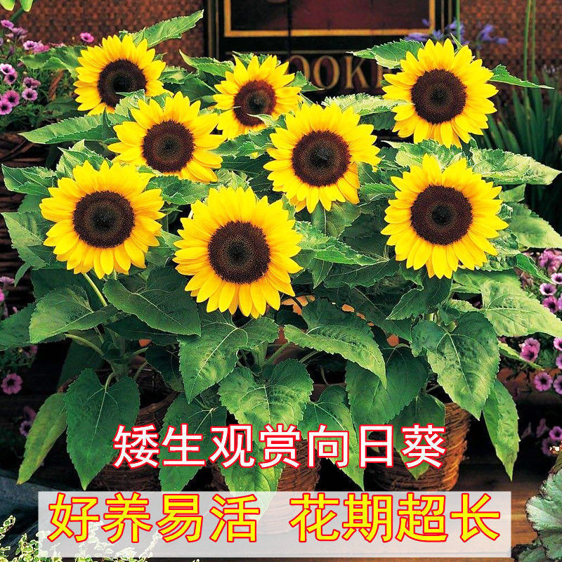 Ornamental Sunflower Seeds Cut Flower Dwarf Mini Indoor and Outdoor Four-Season Flowering Seeds Balcony Potted Flower Seeds