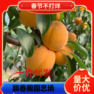 һ�����lζܰ�������޽��ش�������������÷���������ϱ����N