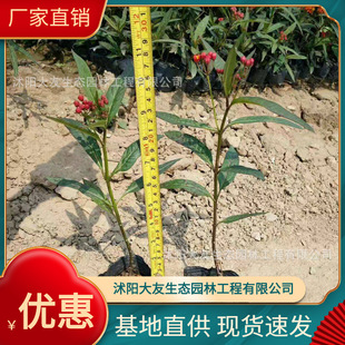 Marigold Base Wholesale, Self-Produced and Self-Sold, Complete Varieties of Greening Seedlings for Scenic Landscaping Projects