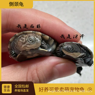 �W�t����Ӿ��ˮЦ�����ɐ۞����ӝ��i�����w���絰�������ӝ�