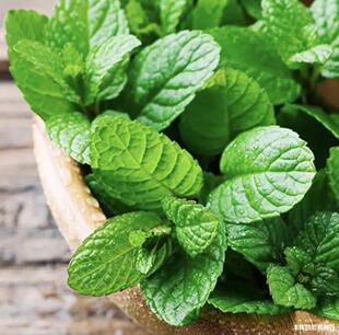 紫蘇苗圖片 海量高清紫蘇苗圖片大全 阿里巴巴