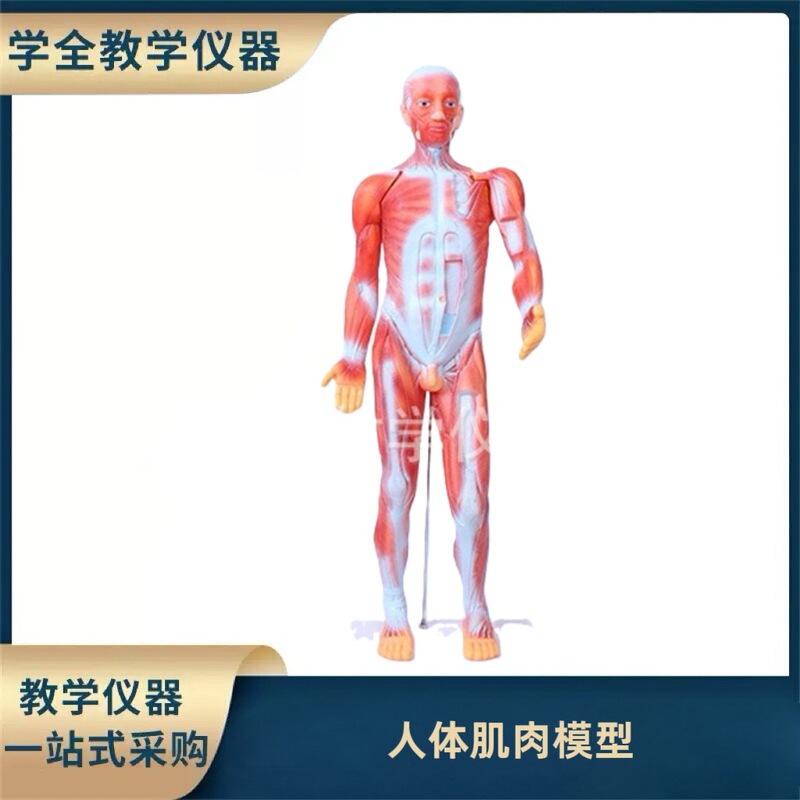 Medical Lecture Model Biological Classroom Display Model Human Anatomy Model Organs Student Educational Demonstration Teaching Material Medical Lecture Model Biological Classroom Display Model Human Anatomy Model Organs Student Educational Demonstration Teaching Material