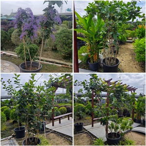 Базовая прямая продажа Big Leaf Blue Flower Vine 2-3 метра Таиланд Лань сатта-виноградная лоза Виноградная лоза