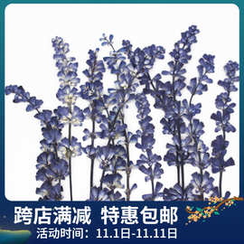 鼠尾草干花真花标本薰衣草压花DIY相框书签美妆香薰蜡烛儿童手工