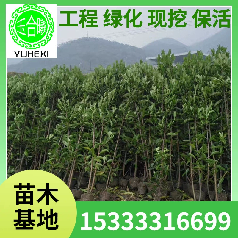 Основные продажи саженцев французского орхидеи, коралловых растений, саженцев для проектов настенного ограждения и вечнозеленых саженцев для забора на все времена года.