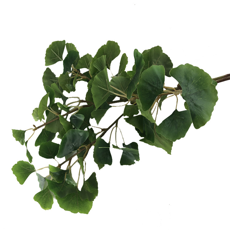 XRB-190 古枝银杏75叶1.jpg