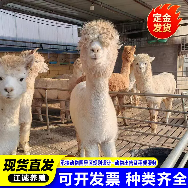 羊驼活物幼崽纯种进口迷你小羊驼景区观赏亲人羊驼家养真羊驼宠物