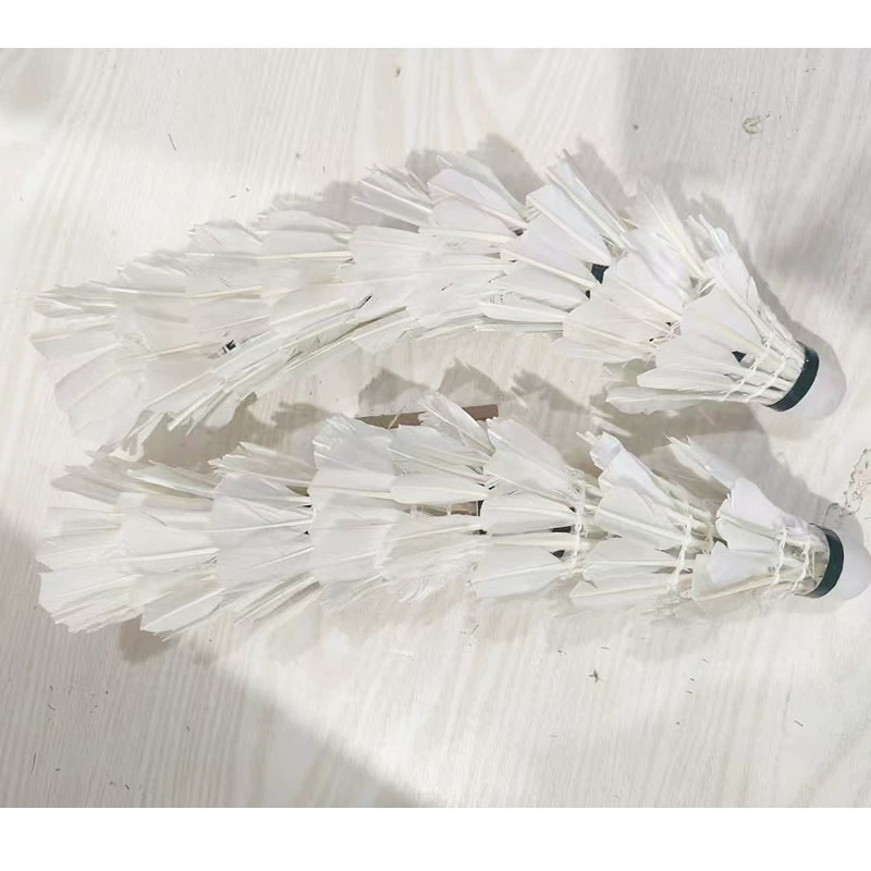 Сортная тренировка по бадминтону