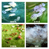 Bayer Acres of Bayer Acre, этилтилен полигон, пестицид пестицидов Пестицид Пестицид 100G