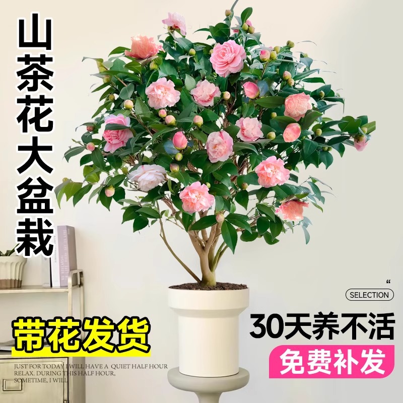 香妃山茶花盆栽树苗带花苞五色赤丹四季多花卉室内植物阳台好养活