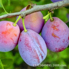 �޽����´���������һ�c�t�S�������P��������Ó�Ǵ����ӽY������