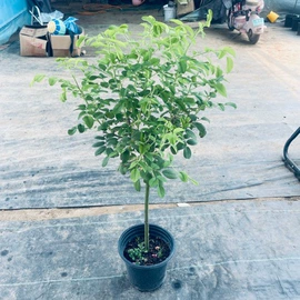 盆栽;月季蔷薇植物;乔木