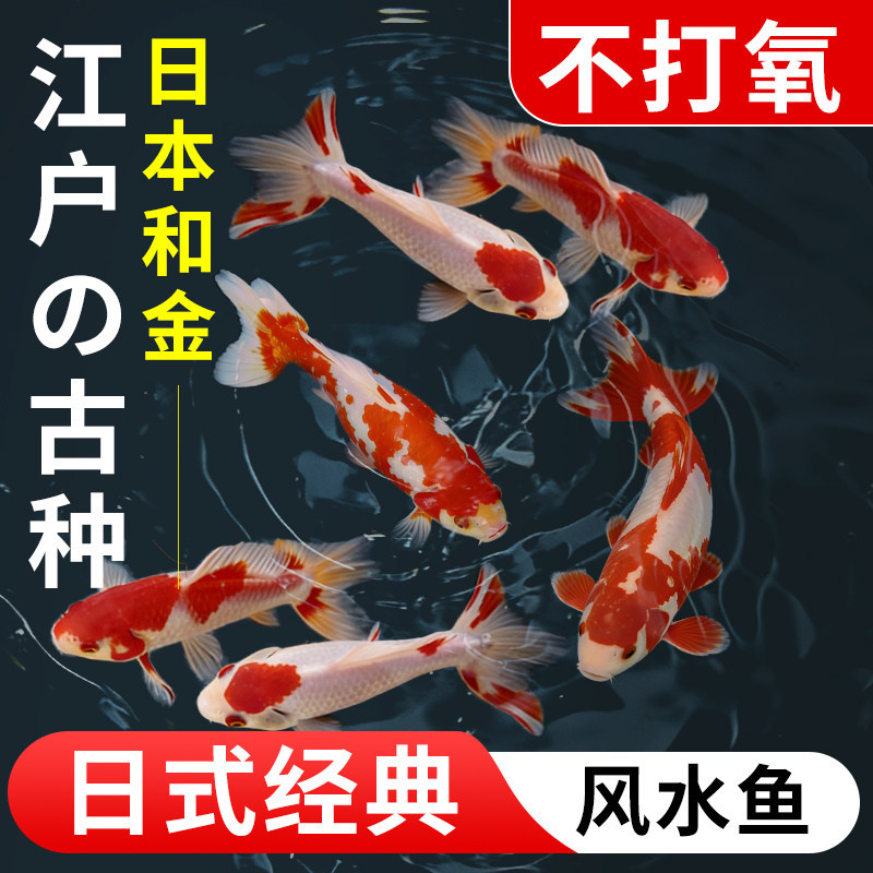 小金鱼活鱼观赏鱼小型淡水冷水和金草金鱼苗好养耐活鸿运当头泰狮