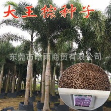 �²ɴ����طN�Ӵ���Ҭ���ؙ����ĹP��G����N�ӟᎧ��N