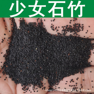 �羳�ݻ��N����Ůʯ������ʯ�� ��Ů �� 1��=1��ݱ�