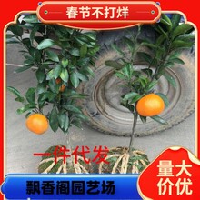 ���S�۽���޽ӻʵ۸����Ә��箔��Y���������Խ��Ә��ϱ����Nֲ