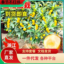 һ�����l��Ƥ��ۘ����Ԙ����ʳ�Î������Ӵ����ļ��͏dͥԺ�̨