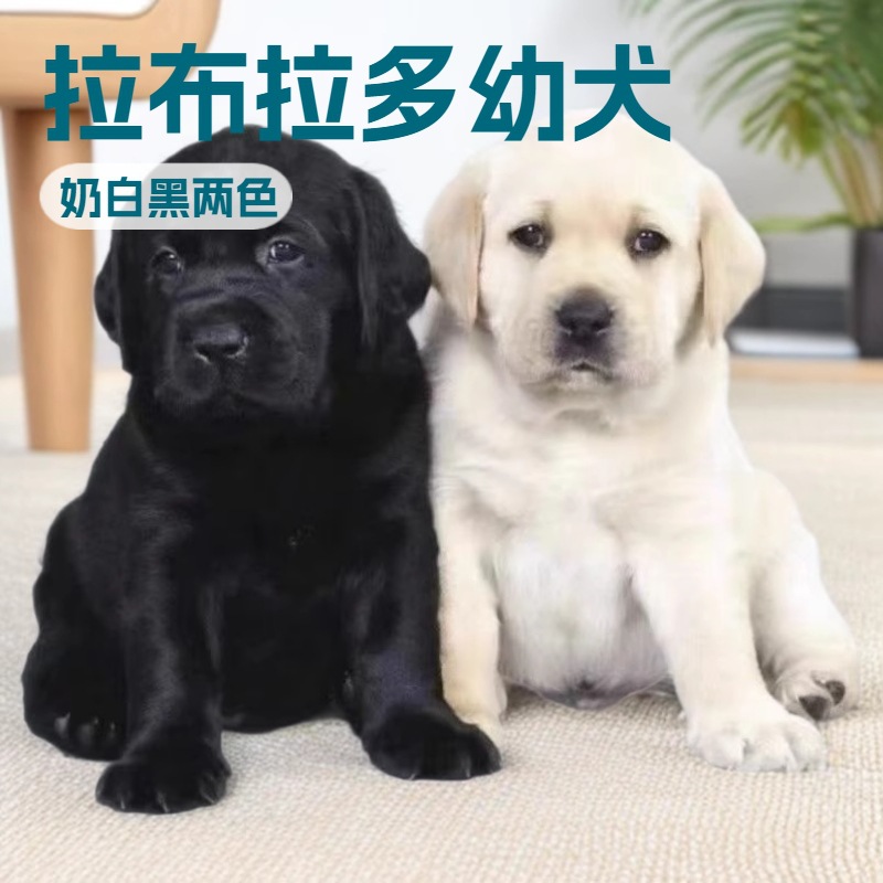 Purebred Labrador Retriever Pet Live Guide Dog Milk White Black Pet Companion Dog Dog