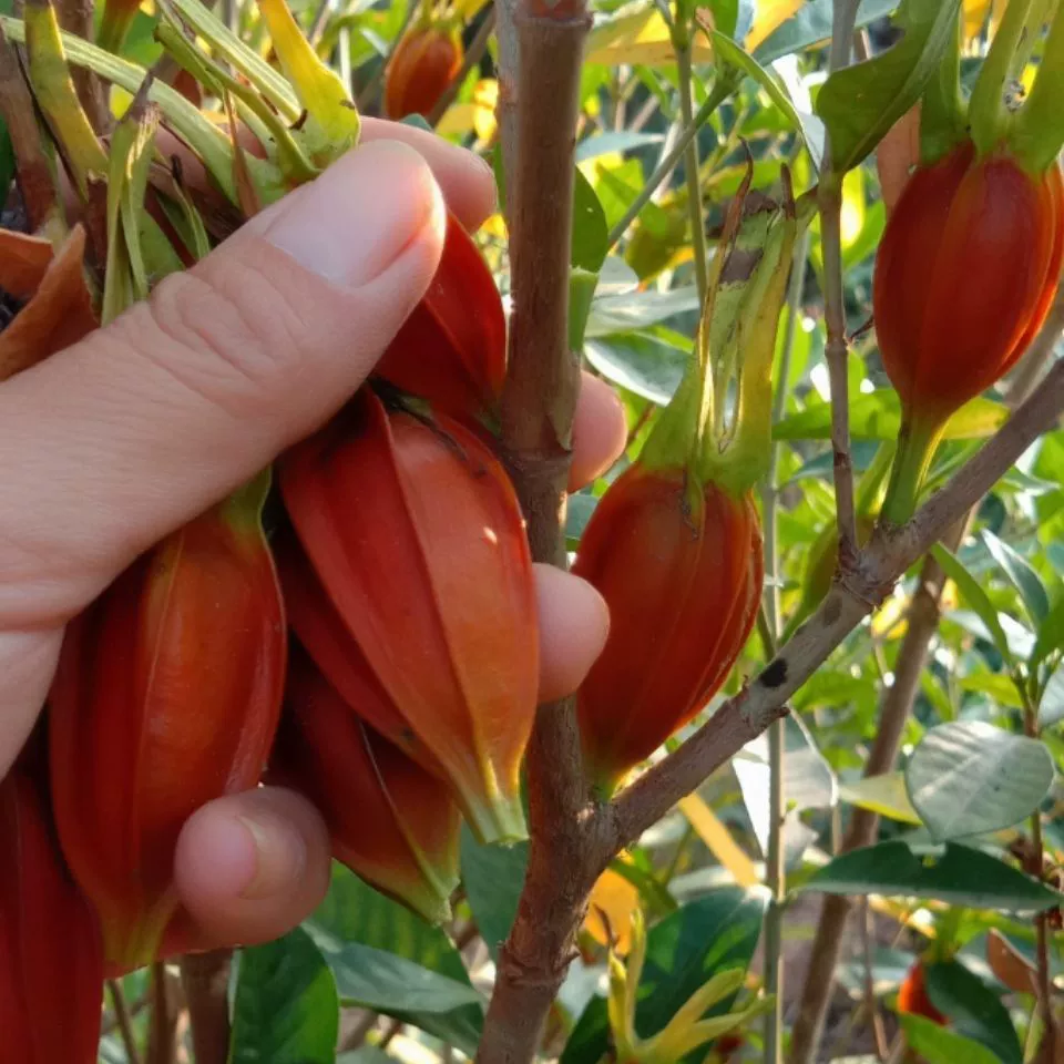 Купить плодоносные саженцы желтой гардении, саженцы малолистовой гардении, саженцы крупнолистовой гардении, горные ветки, саженцы Фуцзянь, двор.