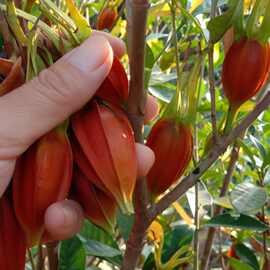 买果高产黄栀子树苗小叶栀子苗大叶栀子花苗山枝子福建苗庭院