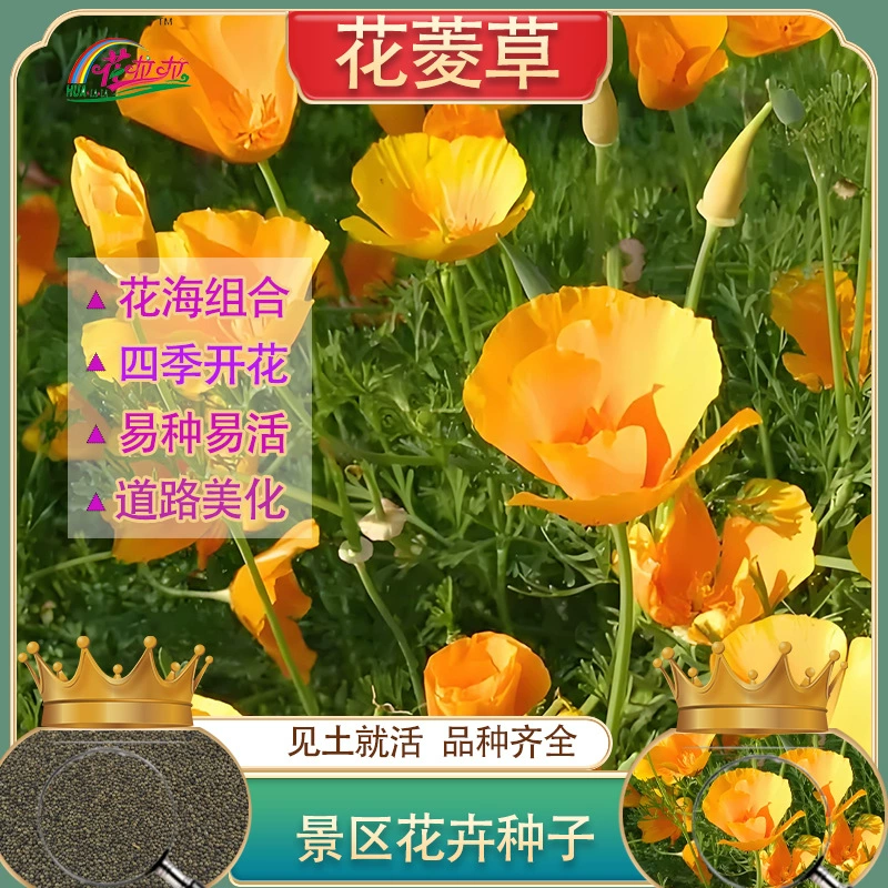 Многолетние, легко выращиваемые, легко живые семена цветов, Холодостойкие, виды цветов сливы, садовый ландшафт, озеленение, декоративный