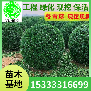 Cold-Resistant Green Boxwood Ball-Shaped Large-Leaf Plant Flower Holly Ball Fence Evergreen Courtyard Wall Evergreen All Year Round
