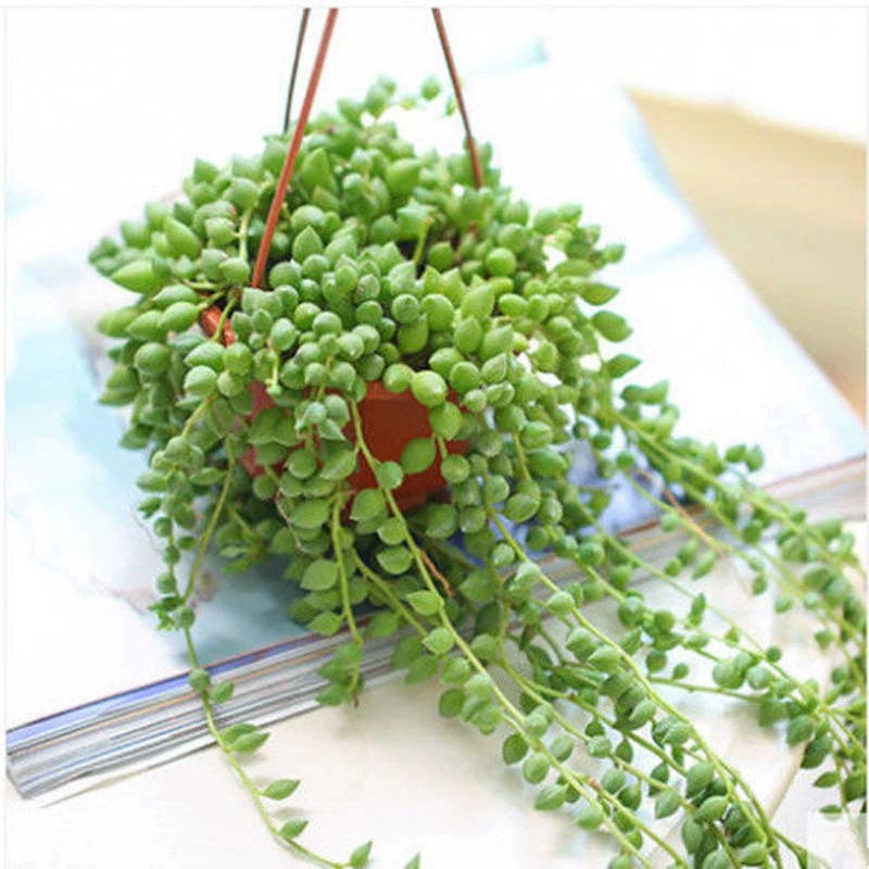 Слезы любовника Diaolan Подвесное растение Мясистые Diaolan Изумрудные бусины Подвесной Тип Мясистое растение Бусины Будды Фиолетовый Суан Луна