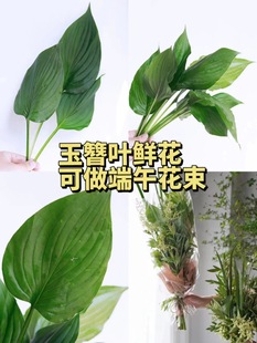 Hosta Leaf Flowers Yunnan Fresh Cut Flower Base Straight Hair Indoor Water-Raised Fresh Flower Arrangement Dragon Boat Festival Gift with Flowers