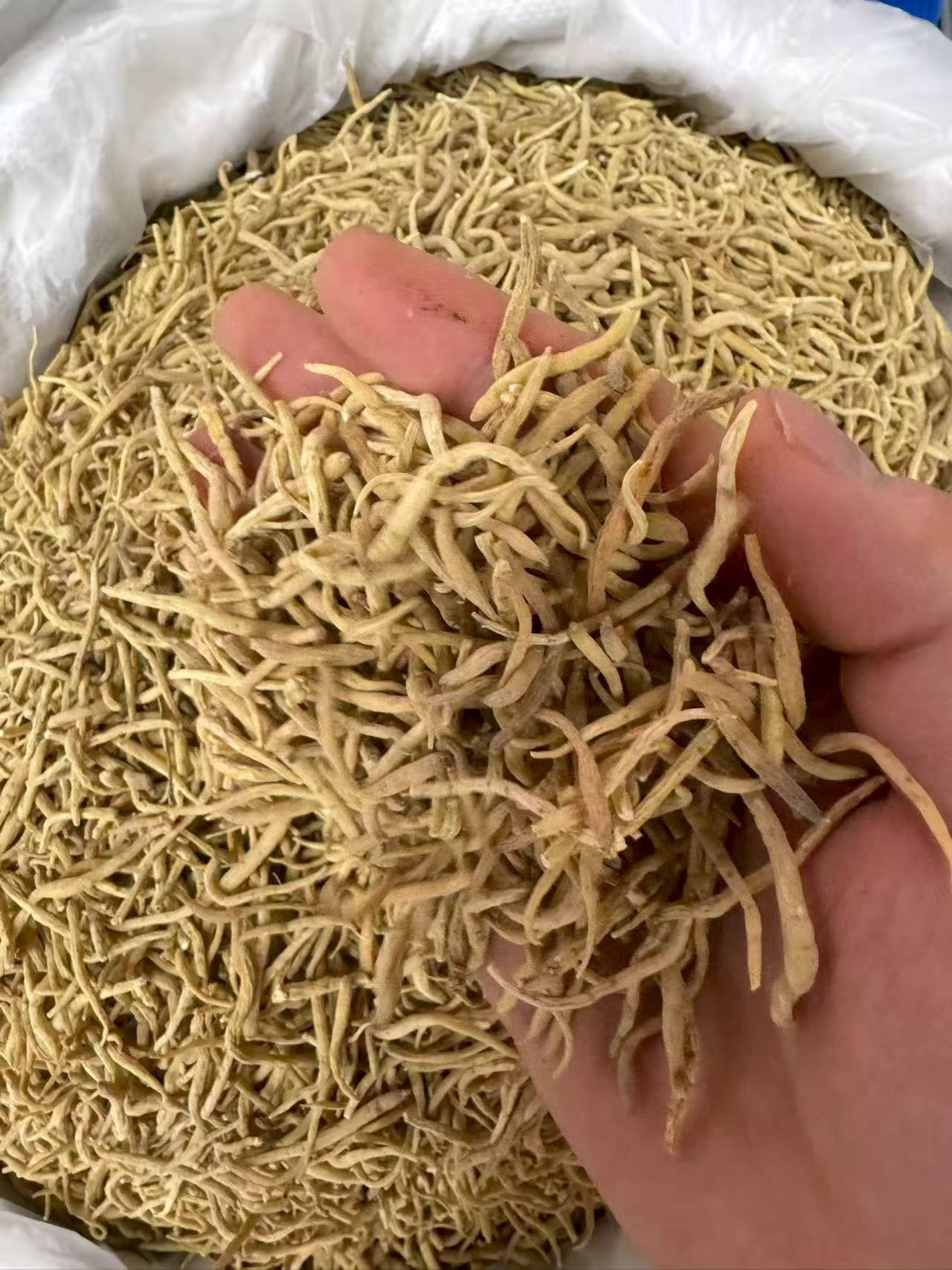 Taizishen Prince Ginseng Dried Root 1000g Guizhou Herbal Tonic for Soups and Teas in use