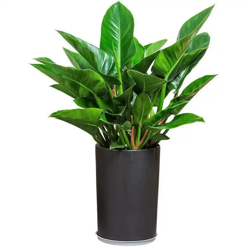 Крупнолистовое золотисто-алмазное зеленое растение принцессы в горшке с бутонами, гидропонное растение, легко поддерживать в помещении, новый дом, поглощает формальдегид, четырехсезонное зеленое растение