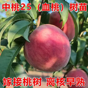 �޽�Ѫ�Ҙ���������Ʒ�N�x�����Ә���޽Ӽt���S��ˮ�������Ե���