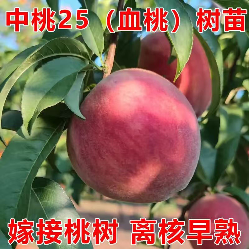 嫁接血桃树苗早熟新品种离核桃子树苗嫁接红肉黄肉水蜜桃盆栽地栽