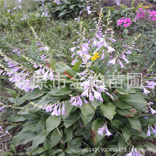 玉簪花 庭荫观赏植物紫花玉簪 宿根花卉金边玉簪花苗 玉簪花植物