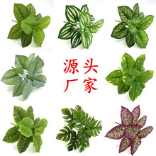 �ٻ��Gֲ�����~���Ԡ����b���ֲ���~�ӱ������廨��ľG�}�~