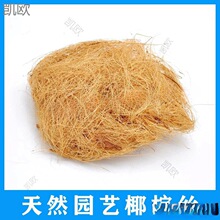 海南防虫面盆盆栽全国艺用椰铺面装饰植物天然椰壳棕丝填充垒德株