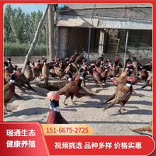 生態養殖七彩山雞苗活體 脫溫山雞苗價格 大量批發成年七彩山雞