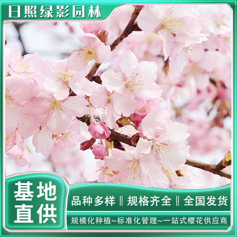 Какова цена саженцев вишни Hejin 7 см? Где я могу купить подлинные Саженцы вишни Hejin