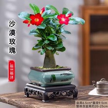 �ذ����ֲ��ɳĮõ�廨�������k���ҿ͏d�҃Ⱥ��B�Ϙ��ļ�С�Gֲ