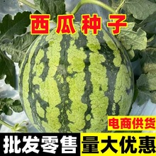 西瓜种子高产无籽四季种子阳台庭院产量大超甜薄皮特大水果麒麟瓜