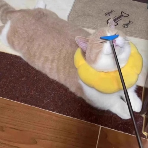 Cat toy, retractable scratcher, feather wand for cats, long handle, massage, interactive, self-entertaining, cat supplies