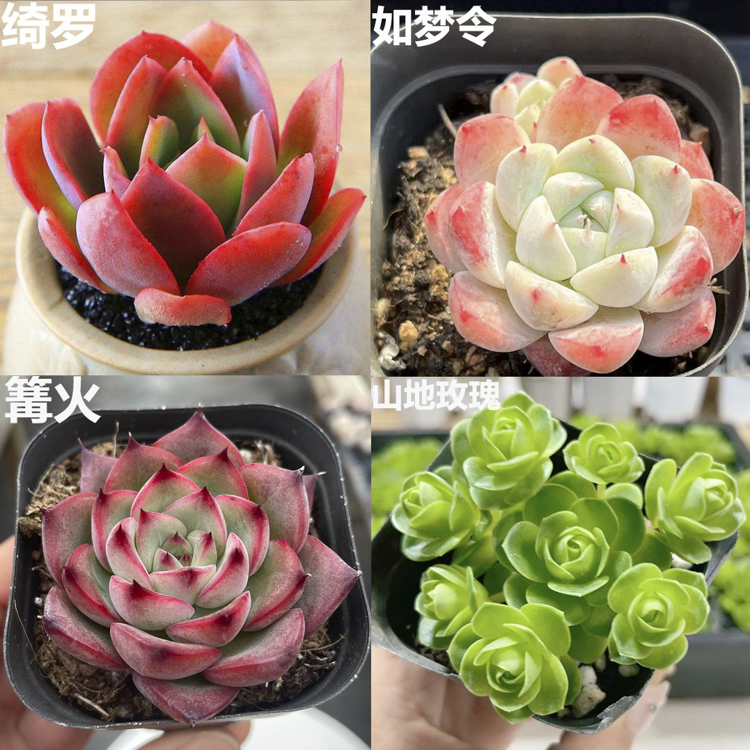 Qiluo + Rumengling + Gouhuo + 산 장미 그룹 3-5cm (플라스틱 화분에 심으면 배송이 더 쉽습니다)