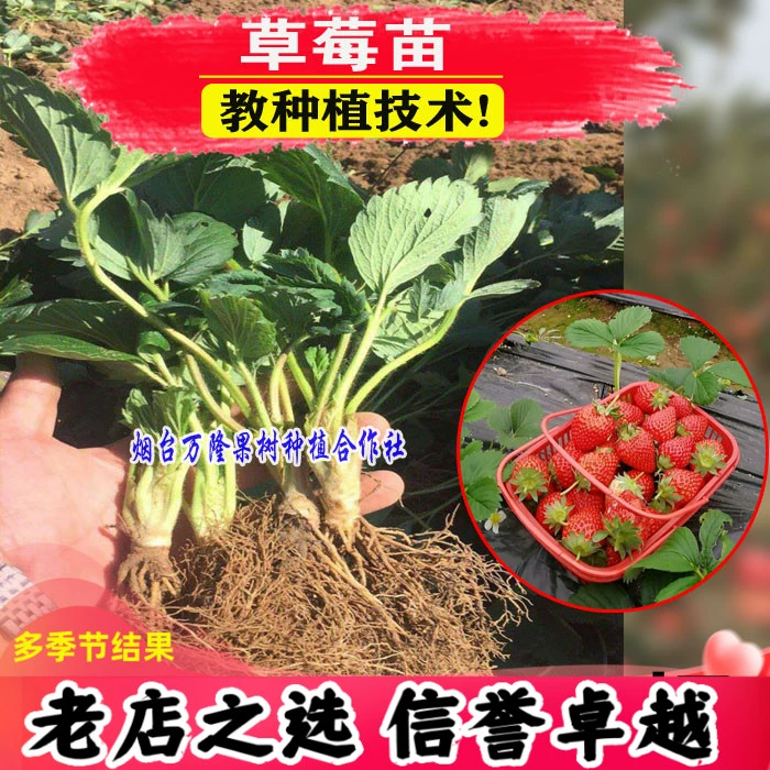 Оптовые четырехсезонные кремовые клубничные рассады для посадки на открытом воздухе в южной и северной части, в горшках или в грунте, южные балконные клубничные рассады, плодоносящие в том же году.