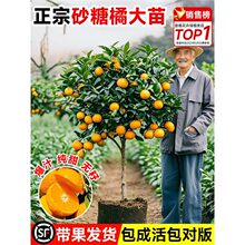 沙糖桔树苗广西无籽正宗砂糖橘子树果苗金秋果树四季种植盆栽带果