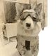 Dog Charge Raincoat Reflective Medium and Large Dog Golden Retriever Border Shepherd Samoye Four Legs All-inclusive Waterproof Poncho Suit