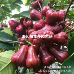 台灣蓮霧苗圖片- 海量高清台灣蓮霧苗圖片大全- 阿里巴巴