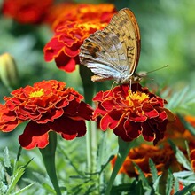 ȸݷNСf۾ջN͟ͺļN̨@ԷNѬF؛