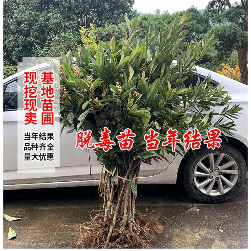 枇杷果苗无核砂糖枇杷苗树无籽琵琶嫁接盆栽特大庭院种植枇杷树苗