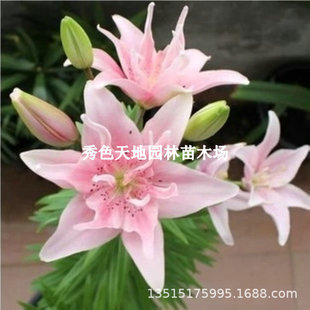 Perfume Lily Bulbs Potted Florals Indoor and Outdoor All Year Round Good Feeding Plant Seeds Tulip Soil Hydroponics