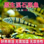 原生溪流石斑鱼鲜活光唇鱼冷水淡水鱼苗观赏鱼溪流节斑红腹活体鱼