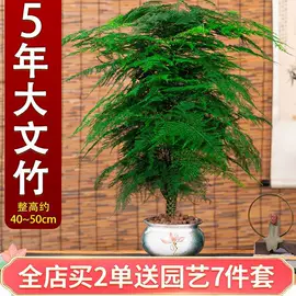 盆栽;灌木;种子